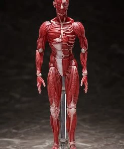 Max Factory **Pre Order**figma Human Anatomical Model Action Figure