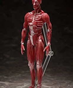Max Factory **Pre Order**figma Human Anatomical Model Action Figure